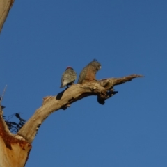 Callocephalon fimbriatum at Hughes, ACT - suppressed