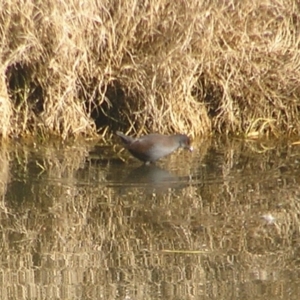 Zapornia tabuensis at Fyshwick, ACT - 24 Jun 2018