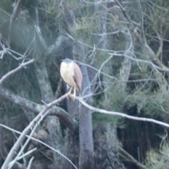 Nycticorax caledonicus (Nankeen Night-Heron) at Bawley Point, NSW - 26 Jun 2018 by Marg