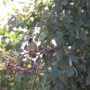 Melithreptus brevirostris at Symonston, ACT - 26 Jun 2018 01:54 PM