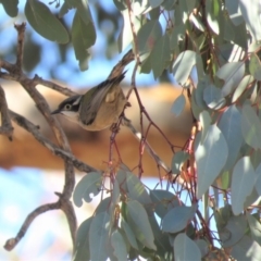 Melithreptus brevirostris at Symonston, ACT - 26 Jun 2018 01:54 PM