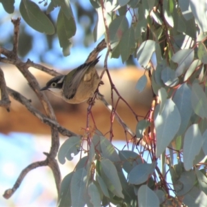 Melithreptus brevirostris at Symonston, ACT - 26 Jun 2018 01:54 PM