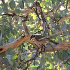 Melithreptus brevirostris at Symonston, ACT - 26 Jun 2018 01:54 PM