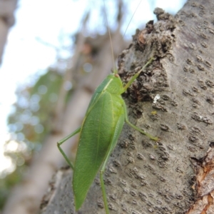 Caedicia simplex at Conder, ACT - 15 Apr 2016