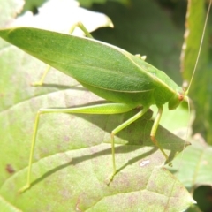 Caedicia simplex (Common Garden Katydid) at Pollinator-friendly garden Conder - 6 Mar 2018 by michaelb