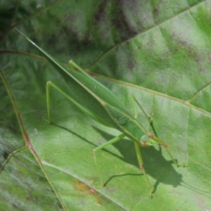 Caedicia simplex at Conder, ACT - 7 Mar 2018