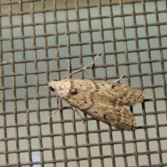 Heteromicta pachytera (Galleriinae subfamily moth) at Conder, ACT - 11 Jan 2018 by MichaelBedingfield