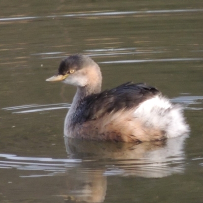 Tachybaptus novaehollandiae (Australasian Grebe) at Fyshwick, ACT - 20 Jun 2018 by MichaelBedingfield