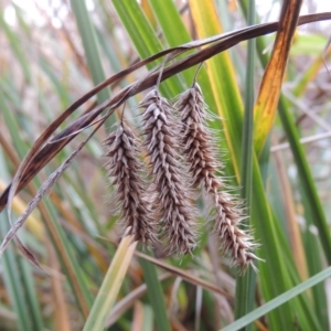 Carex fascicularis at Fyshwick, ACT - 20 Jun 2018