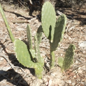 Opuntia stricta at Nicholls, ACT - 26 Jun 2018