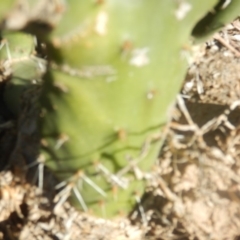 Opuntia stricta at Nicholls, ACT - 26 Jun 2018