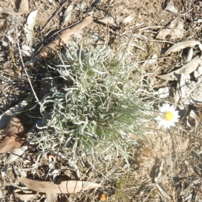 Leucochrysum albicans subsp. tricolor (Hoary Sunray) at Percival Hill - 26 Jun 2018 by MichaelMulvaney