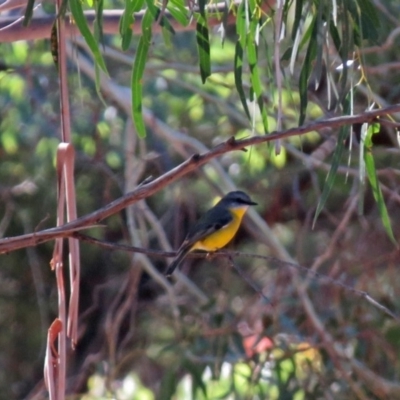 Eopsaltria australis (Eastern Yellow Robin) at Booth, ACT - 26 Jun 2018 by RodDeb