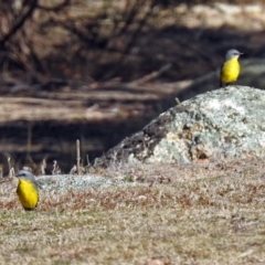 Eopsaltria australis (Eastern Yellow Robin) at Booth, ACT - 26 Jun 2018 by RodDeb