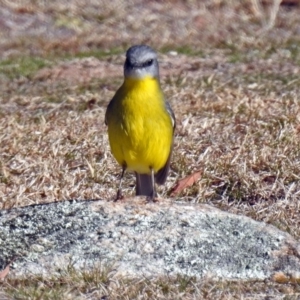 Eopsaltria australis at Booth, ACT - 26 Jun 2018 12:44 PM