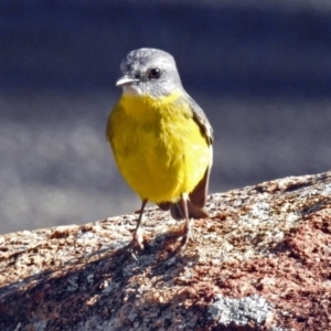 Eopsaltria australis at Booth, ACT - 26 Jun 2018 12:44 PM