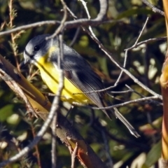 Eopsaltria australis at Booth, ACT - 26 Jun 2018 12:44 PM