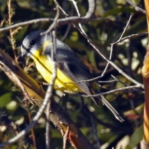 Eopsaltria australis at Booth, ACT - 26 Jun 2018 12:44 PM