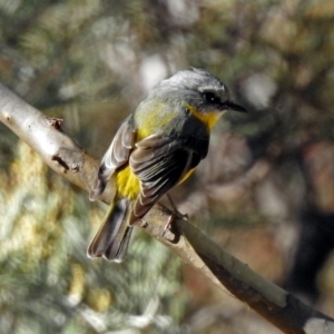 Eopsaltria australis at Booth, ACT - 26 Jun 2018 12:44 PM