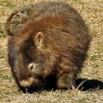 Vombatus ursinus (Common wombat, Bare-nosed Wombat) at Booth, ACT - 26 Jun 2018 by RodDeb