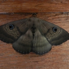 Dasypodia selenophora (Southern old lady moth) at Wolumla, NSW - 14 Feb 2014 by SueMuffler