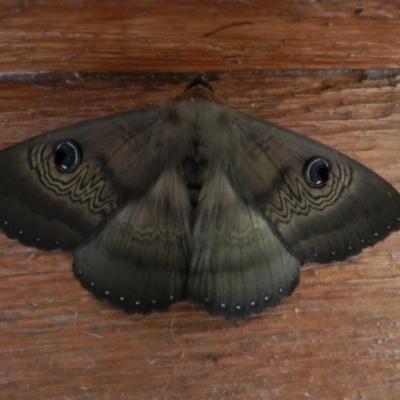 Dasypodia selenophora (Southern old lady moth) at Wolumla, NSW - 15 Feb 2014 by SueMuffler