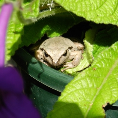 Litoria lesueuri (Lesueur's Tree-frog) at Wolumla, NSW - 15 Feb 2012 by SueMuffler