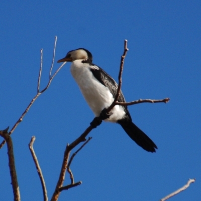 Microcarbo melanoleucos (Little Pied Cormorant) at Belconnen, ACT - 27 Jun 2018 by KMcCue