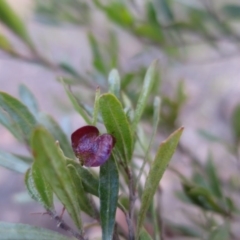 Dodonaea viscosa subsp. spatulata (Broad-leaved Hop Bush) at Durran Durra, NSW - 27 Jun 2018 by krisnash