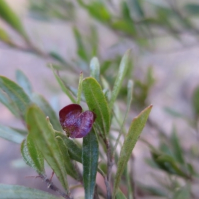 Dodonaea viscosa subsp. spatulata (Broad-leaved Hop Bush) at Durran Durra, NSW - 27 Jun 2018 by krisnash