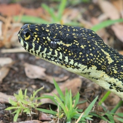 Morelia spilota spilota (Diamond Python) at Lake Conjola, NSW - 27 Oct 2015 by Charles Dove