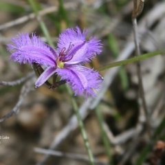 Thysanotus juncifolius (Branching Fringe Lily) at Dolphin Point, NSW - 27 Oct 2015 by CharlesDove