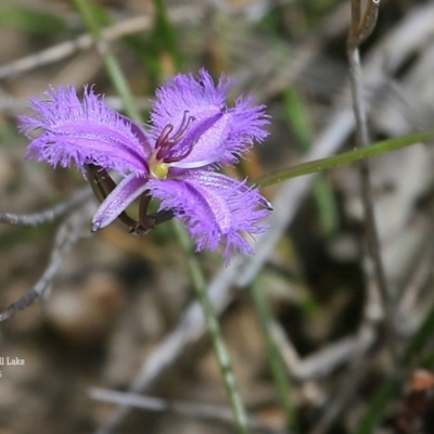 Thysanotus juncifolius (Branching Fringe Lily) at Dolphin Point, NSW - 26 Oct 2015 by Charles Dove