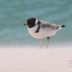 Charadrius rubricollis (Hooded Plover) at Cunjurong Point, NSW - 30 Oct 2015 by CharlesDove