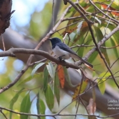 Myiagra rubecula (Leaden Flycatcher) at Lake Conjola, NSW - 29 Oct 2015 by CharlesDove