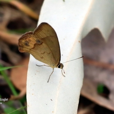 Hypocysta metirius (Brown Ringlet) at Dolphin Point, NSW - 26 Oct 2015 by Charles Dove