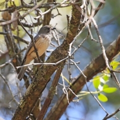 Pachycephala rufiventris (Rufous Whistler) at Narrawallee Creek Nature Reserve - 28 Oct 2015 by Charles Dove