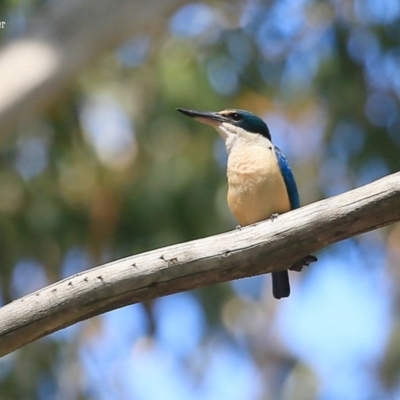 Todiramphus sanctus (Sacred Kingfisher) at Lake Conjola, NSW - 29 Oct 2015 by CharlesDove