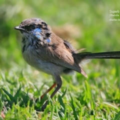 Malurus lamberti (Variegated Fairywren) at Ulladulla, NSW - 25 Oct 2015 by CharlesDove