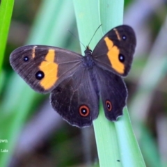 Tisiphone abeona (Varied Sword-grass Brown) at Dolphin Point, NSW - 26 Oct 2015 by CharlesDove