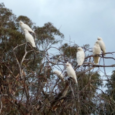 Cacatua sanguinea (Little Corella) at Federal Golf Course - 27 Jun 2018 by JackyF