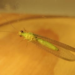 Plesiochrysa ramburi (A Green Lacewing) at Conder, ACT - 4 Apr 2018 by MichaelBedingfield