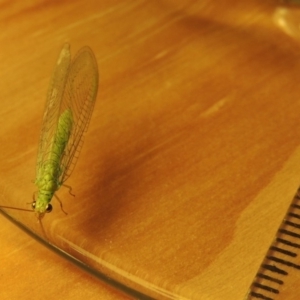 Plesiochrysa ramburi at Conder, ACT - 4 Apr 2018 10:54 PM