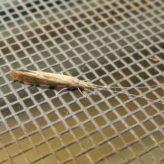 Leptoceridae sp. (family) (Long-horned caddisfly) at Pollinator-friendly garden Conder - 10 Jan 2018 by michaelb