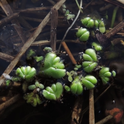 Ricciocarpos natans (Floating Liverwort) at Jerrabomberra Wetlands - 20 Jun 2018 by michaelb