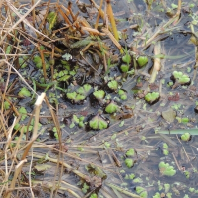 Ricciocarpos natans (Floating Liverwort) at Fyshwick, ACT - 20 Jun 2018 by michaelb