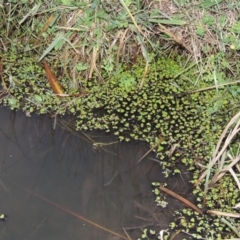 Ricciocarpos natans (Floating Liverwort) at Jerrabomberra Wetlands - 20 Jun 2018 by michaelb