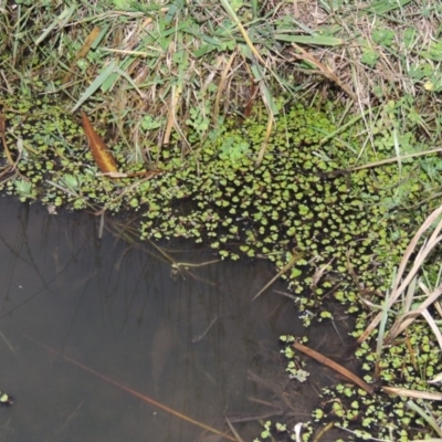 Ricciocarpos natans (Floating Liverwort) at Fyshwick, ACT - 20 Jun 2018 by michaelb