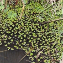 Ricciocarpos natans at Fyshwick, ACT - 20 Jun 2018