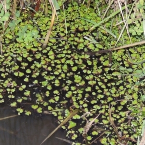 Ricciocarpos natans at Fyshwick, ACT - 20 Jun 2018